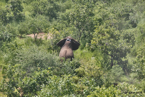 Elephant standing up after immobilization and collaring, Republic of South Sudan.: Photograph© Paul Elkan WCS